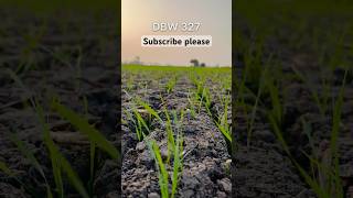 DBW 327 Wheat Variety 🌾🌾🌾 [upl. by Inaluiak]