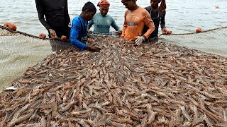 Penaeus Monodon  Tebar Kepadatan Panen Udang Windu [upl. by Stevenson661]