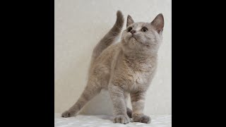 ブリティッシュショートヘアー子猫 British Shorthair 202483産まれ ライラックトーティーシェル 女の子 シーダキャット猫のお店 [upl. by Rabin915]