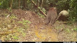 Bornean Elephant Sliding in the Kinabatangan [upl. by Sivra]