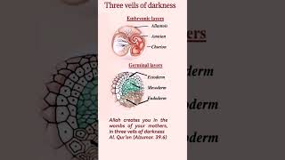 Development of human embryo  fetus [upl. by Sama]