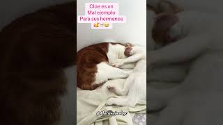 Cloe es un mal ejemplo humor viral mismascotas parati tiernos mascotasgraciosas shorts [upl. by Halladba689]