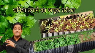 Dhaniya kaise ugayecoriander from seeds till hearvestdhaniyagardening coriander [upl. by Zetneuq923]