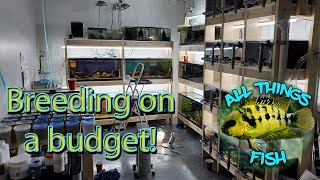 Budget Fish Room Tour  My Buddy Breeds Tons of Fish in a Small Space with Simple Setups [upl. by Ynamad]