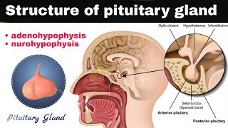 what is pituitary gland   adenohypophysis  nurohypophysis  histology of pituitary gland [upl. by Braden319]