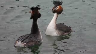 Great crested grebe  Podiceps cristatus [upl. by Hedwiga]