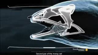 How the second jaw of a moray eel works [upl. by Bethesda]