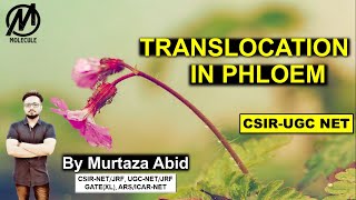 TRANSLOCATION IN PHLOEM  FOOD TRANSPORT IN PLANTS  CSIRNET ICMRJRF DBTJRF GATEXL MSc [upl. by Rivera]