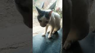 Ghisa pitaytshorts video 😂😂😂😂🐱🐱🐱🐱 [upl. by Eecyaj]