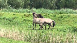 Afstand houden tot de Konik paarden [upl. by Ydnyl]