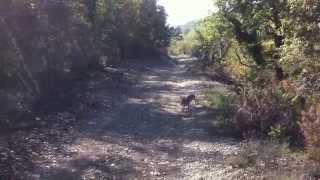 chasse du lièvre au chien courant [upl. by Tortosa]