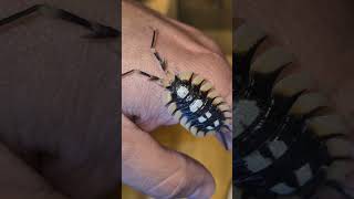 Porcellio Epansus La Senia The biggest isopod in my collection by far [upl. by Niltak]