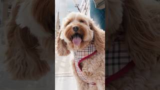 Ft Wookiee the Cavoodle vlog a6700 [upl. by Lorilyn]