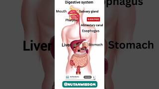 Digestive system from work  Digestive system by Nutan wisdom shorts digestivesystem nutanwisdom [upl. by Ahtnicaj]