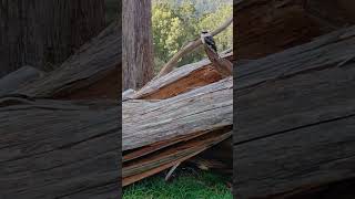 KOOKABURRA HILLWOOD 17 09 2024 [upl. by Scherle]