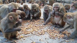 monkey love peanuts  feeding one box peanuts to hungry monkey  feeding monkey [upl. by Aniuqaoj]