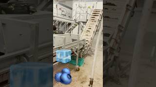 Frozen blueberry production line Flofreeze shaking tunnel fruitprocessing fruitproduction iqf [upl. by Ibrik]