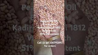 groundnut oil extraction purpose kadiri1812 seeds top content best variety peanut new [upl. by Nnahoj]