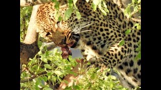 Leopard eating a impala  Kruger National Park [upl. by Ativad]