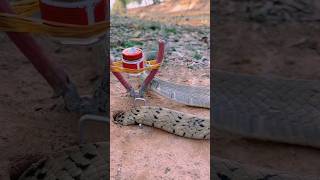 saamp ko Bil Se Kaise pakde snake handtrap pestcontrol wildlife culex cockroachtheatre [upl. by Eylloh629]