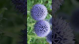 Southern Globethistle Echinops ritro  Observed in Description [upl. by Robison298]