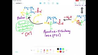 Proline Biosynthesis Pathway Enzymes and Biological Importance [upl. by Mure]