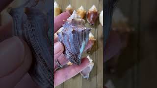 Mineral Oil Magic for Seashells beach seashells floridashelling [upl. by Ping]