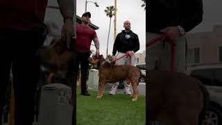 Socializing the XL American Bully [upl. by Ahsinot]