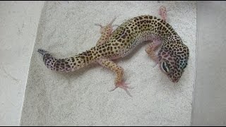 The common house gecko [upl. by Retsam]