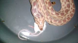 Rat snake eating mice in Karachi pakistan [upl. by Krahmer]