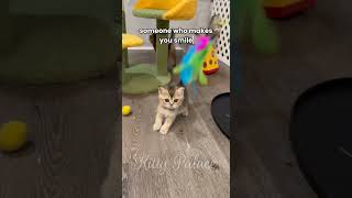 Available Scottish Fold amp Straight Kittens 😻😻😻 shorts viral kitten cutecat cat kitty catlover [upl. by Sahc]