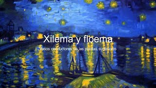 Xilema y floema [upl. by Lanette]