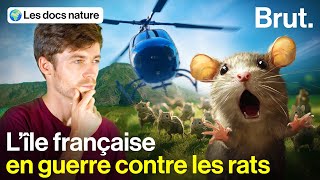 Au bout du monde la France chasse les rats en hélicoptère [upl. by Ataynik]