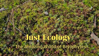 The Amazing World of Bryophytes [upl. by Chae735]