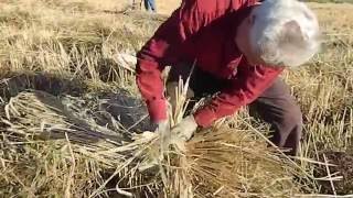 Siega del centeno en Lillo del Bierzo 2016 [upl. by Dauf]