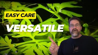 The Best Water Sprite Care Tips for Lush Growth [upl. by Negah916]