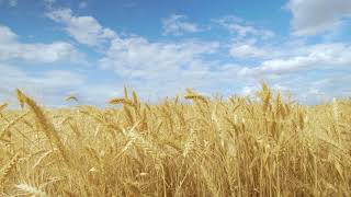 videoblocks the field wheat against the blue sky spikelets of wheat with grain shakes wind grain har [upl. by Onofredo683]