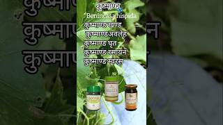 कूष्माण्ड Benincasa hispida ayurveda bams bamsstudents medico medico medicine [upl. by Verger]