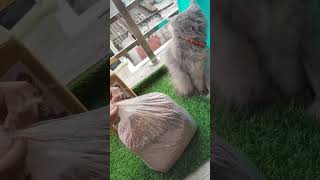 how to choose best cat litter  organic litter  yt ytshorts [upl. by Enilegna851]