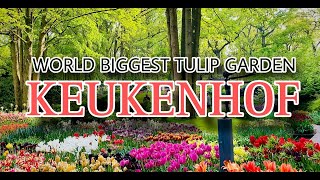 Keukenhof Tulip Garden 2024  Netherlands 🇳🇱 [upl. by Mowbray709]