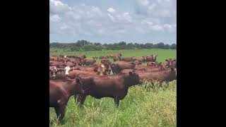 Red Angus Gelbvieh x Braford Cows Heifers Bred to LBW Braford Bulls [upl. by Oremo82]