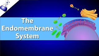 The Endomembrane System [upl. by Htrahddis]