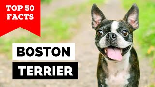 99 of Boston Terrier Owners Dont Know This [upl. by Secor450]