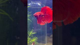 Male betta fish Vs female betta 🙀 shorts breeding fighterfish [upl. by Airec]