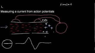 lecture 21 part 1 Intro to ECG [upl. by Satsoc]