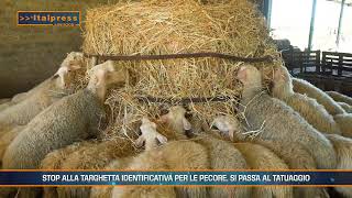 Polizze agricole allevamento ovino sensore agrivanda  Agrifood Magazine [upl. by Nevla312]