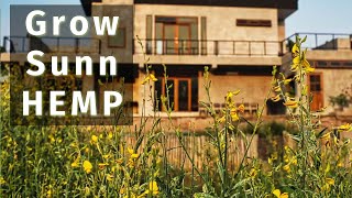 What Happens When You Grow Sunn Hemp [upl. by Colier]