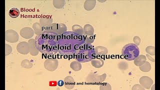 Morphology of myeloid cells part 1 Neutrophilic sequence [upl. by Lenno948]