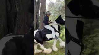 Riding a Gypsy great horse with an abetta saddle horse equestrian horseriding horsebackriding [upl. by Acilef743]