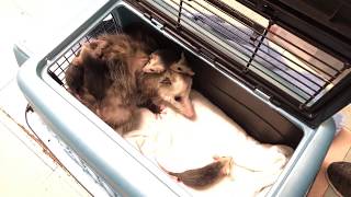 An Opossum Family in WildCares Wildlife Hospital [upl. by Dola329]